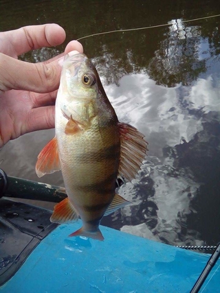 Eurasian perch