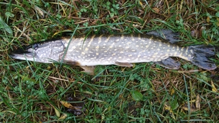 Northern Pike