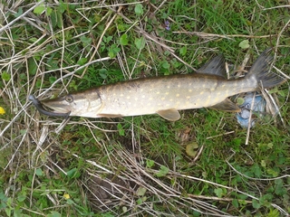 Northern Pike
