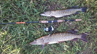 Northern Pike