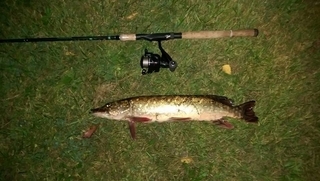 Northern Pike