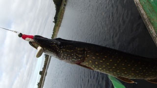 Northern Pike