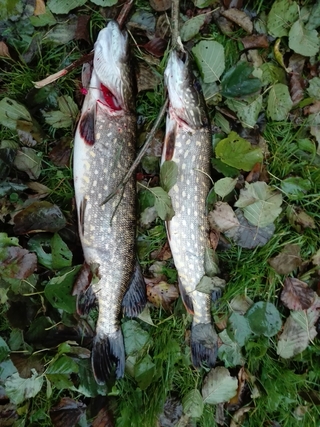 Northern Pike