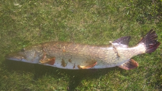 Northern Pike