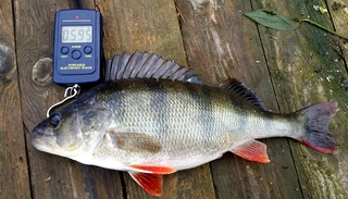 Eurasian perch