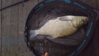 Carp bream