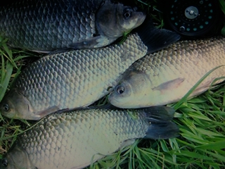 Prussian carp