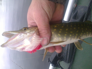 Northern Pike