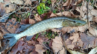 Northern Pike
