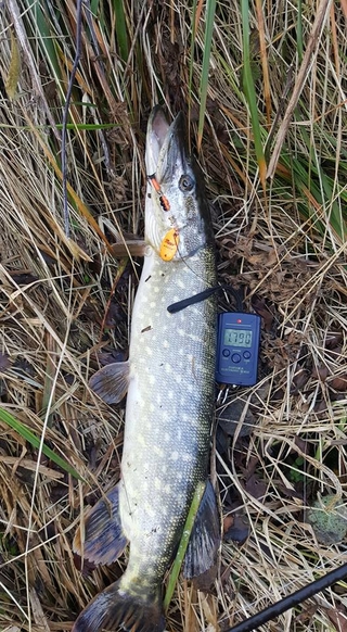 Northern Pike