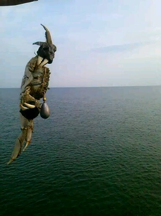 Siberian spiny loach