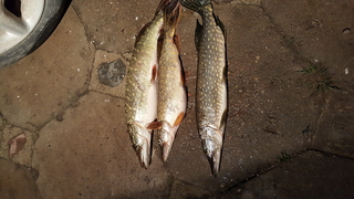 Northern Pike