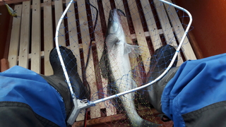 Pike perch