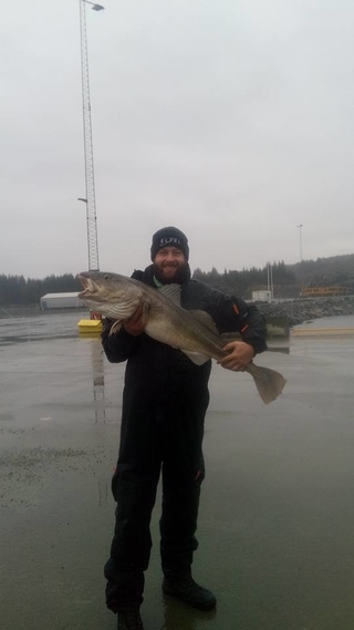 Atlantic cod