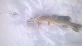 Northern Pike