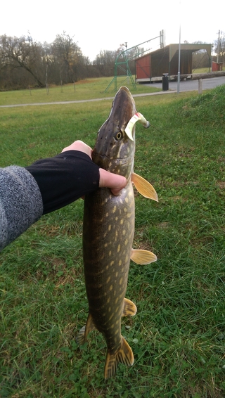 Northern Pike