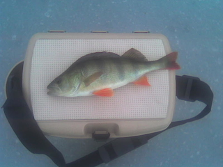 Eurasian perch