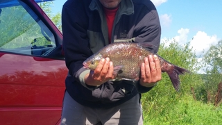 Carp bream