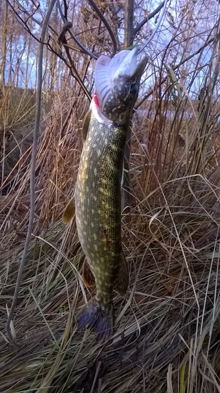 Northern Pike