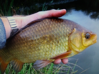 Crucian carp