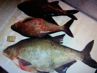 Carp bream