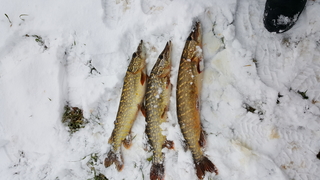 Northern Pike