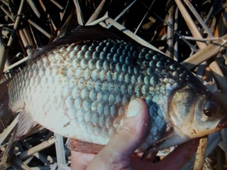 Prussian carp