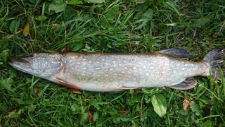 Northern Pike