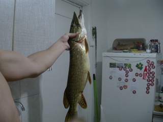 Northern Pike