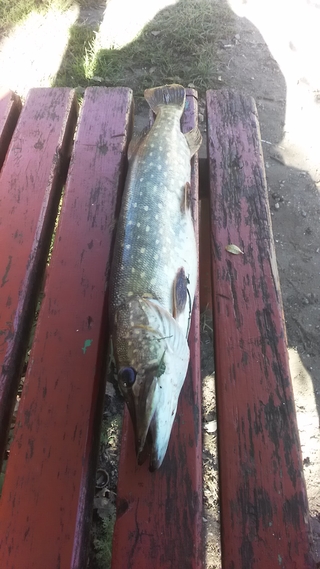 Northern Pike