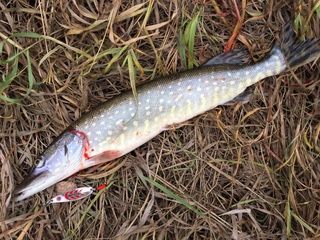 Northern Pike