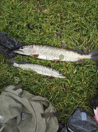 Northern Pike