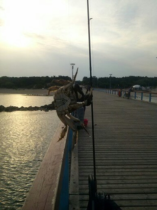 Siberian spiny loach