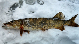 Northern Pike