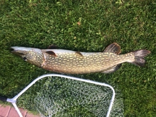Northern Pike