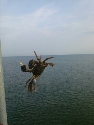 Siberian spiny loach