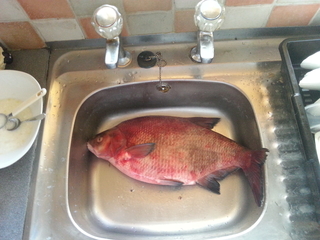 Carp bream