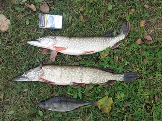 Northern Pike