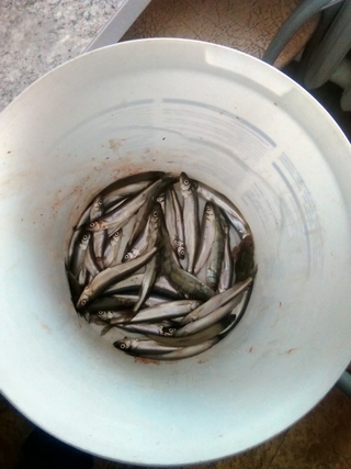 European smelt