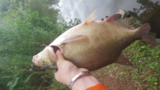 Carp bream