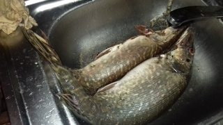 Northern Pike