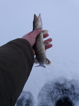 Northern Pike