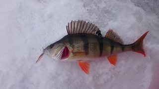 Eurasian perch