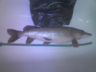 Northern Pike