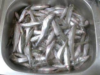 European smelt