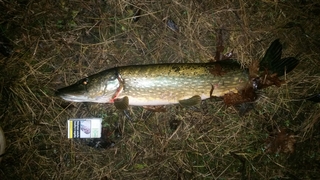 Northern Pike