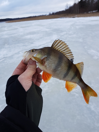 Eurasian perch