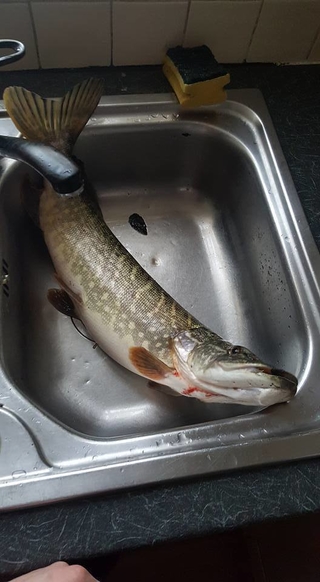 Northern Pike