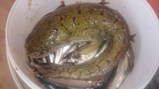 Burbot