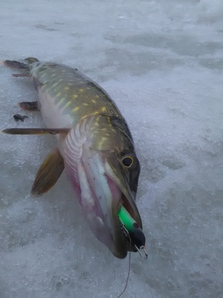 Northern Pike